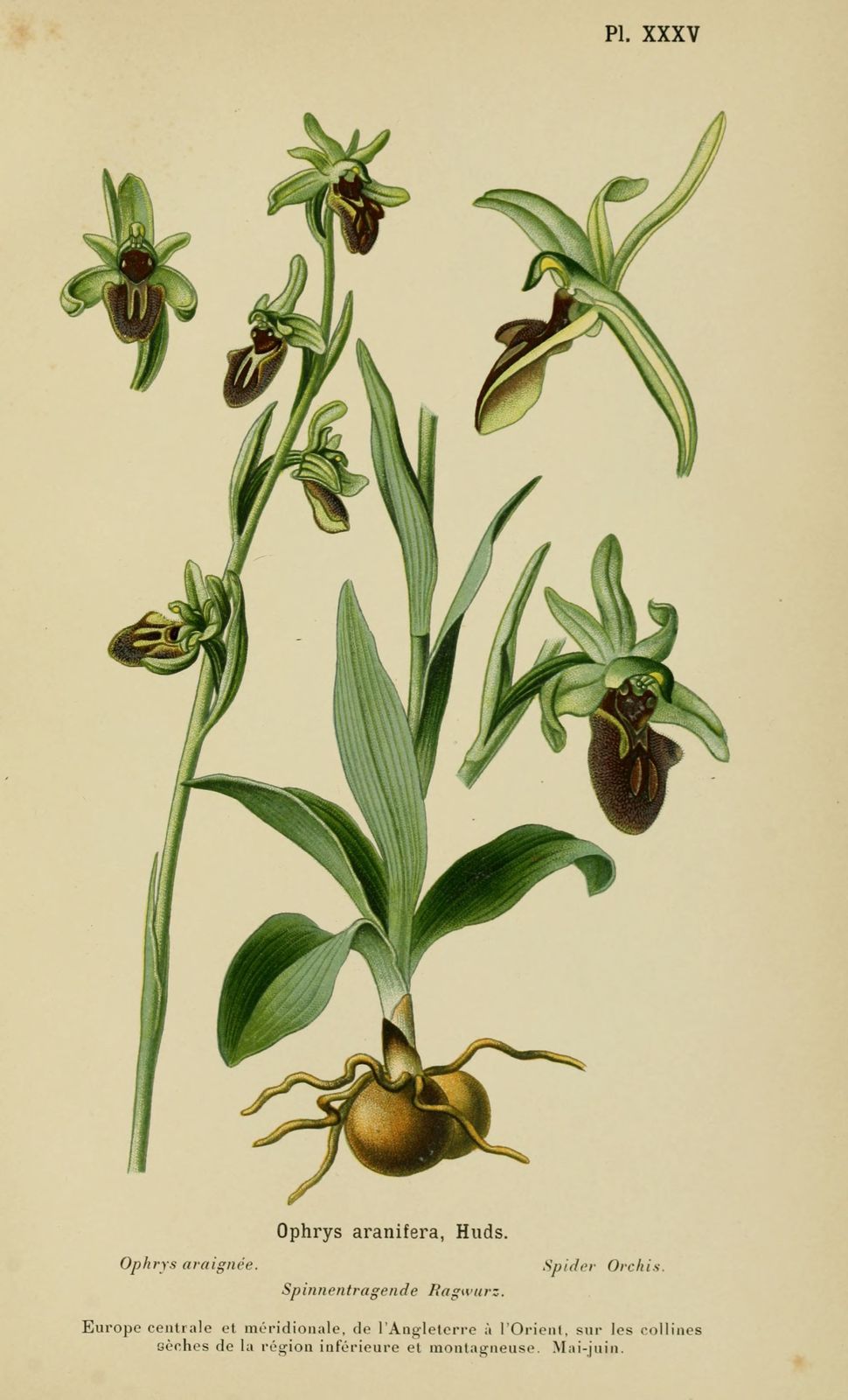 http://a405.idata.over-blog.com/0/04/43/94/Dossiers/Dessins-orchidees-Europe/0179-orchidee---ophrys-araignee---ophrys-aranifera.jpg