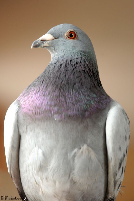 pigeon-voyageur.jpg